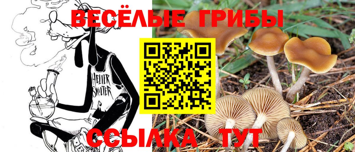 Псилоцибиновые грибы Cubensis Баксан